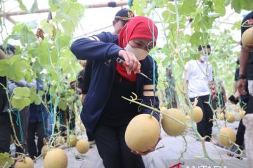 Khofifah apresiasi budidaya golden melon di Ngrowo Bening Edu Park