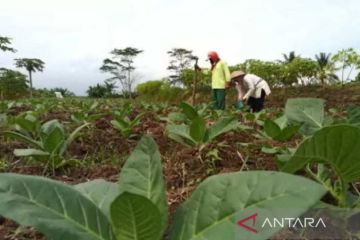 Temanggung salurkan BLT dari DBHCHT untuk 12.794 warga