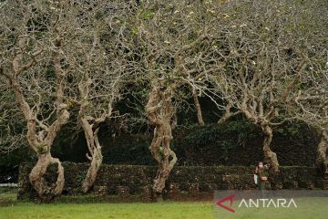BENTENG LIYA TOGI DI WAKATOBI