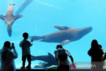 Pembatasan pengunjung di Ocean Park Shanghai