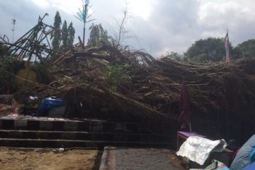 Diterjang angin, beringin di Sleman-DIY tumbang timpa wahana bermain