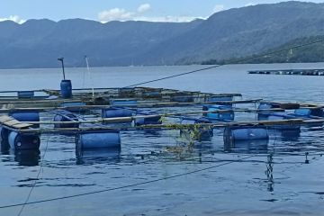 DPKP Agam catat ada 50 rumpon buatan masyarakat di Danau Maninjau