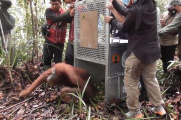 BKSDA Kalimantan Barat lepasliarkan satu orangutan ke hutan lindung
