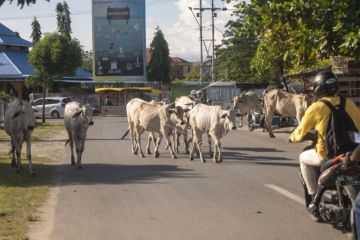 Sapi Berkeliaran Di Jalan