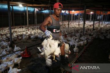 Malaysia cabut sebagian larangan ekspor produk ayam