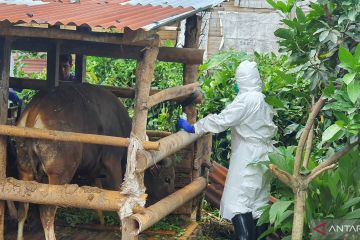 Ratusan sapi di Provinsi Bengkulu tertular PMK