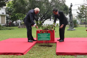 Jokowi dan Presiden Jerman Frank-Walter Steinmeier tanam pohon cendana