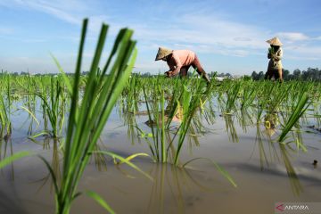 Hari tani dan kebangkitan petani milenial