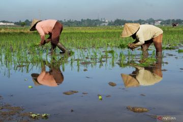 BPS catat upah nominal buruh tani naik 0,32 persen pada Oktober 2022