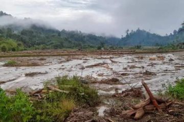 Lahan pertanian warga dirusak banjir di Mamasa
