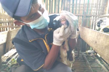 DKPP Kota Bogor: Dari tujuh, kasus PMK meluas jadi 40 sapi