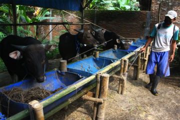 Relawan di Kabupaten Malang gunakan eco enzyme untuk penanganan PMK