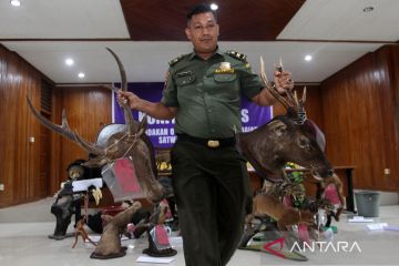 Penindakan opsetan satwa liar dilindungi