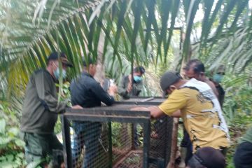 BKSDA: Harimau pemangsa sapi masih berkeliaran di Mukomuko