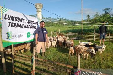 Bank Qurban Nusantara gandeng Dinas Peternakan guna hindari PMK