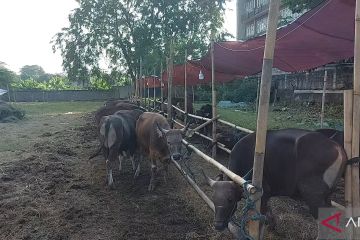 Penjual sapi akui punya "SOP" jaga kesehatan ternak