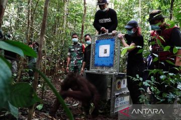 BKSDA Kalbar kembali lepasliarkan lima orangutan