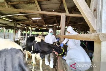 Pemkab Lumajang targetkan 6.000 ternak dapat vaksin PMK