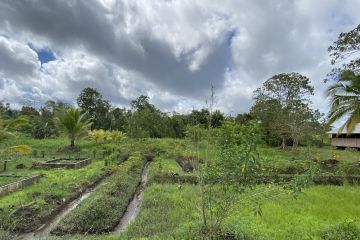 Guru tanam kebun sayur tingkatkan motivasi belajar anak Suku Asmat