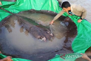 Penemuan ikan pari terbesar di Sungai Mekong
