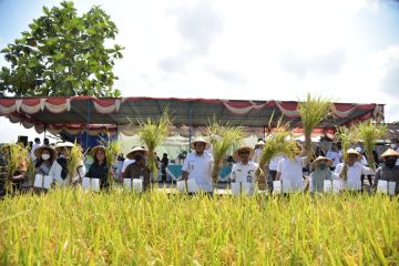 Pemerintah perlu serius kurangi ketergantungan komoditas pangan beras