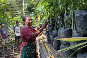 Mama-mama memelopori upaya pelestarian bambu di NTT