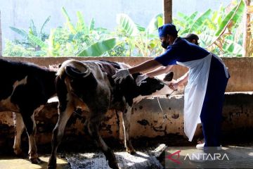 Vaksinasi PMK tahap satu sasar 100 ekor sapi di Surabaya