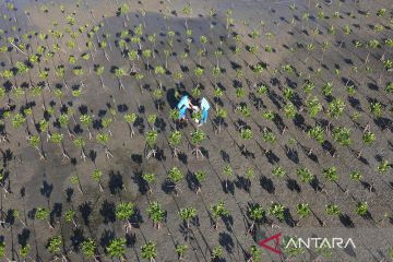 Aksi bersih pantai dan penanaman mangrove di Pantai Dupa