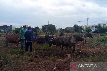 Pemkot aktifkan sosialisasi Perwali antisipasi PMK ternak kurban