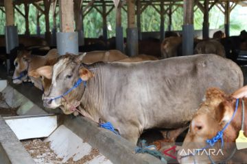 Sebanyak 1.749 ternak di Garut sembuh dari PMK