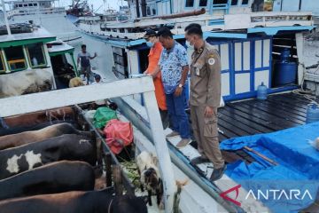 Pasokan lancar, kebutuhan hewan kurban di Belitung terpenuhi