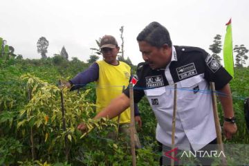 Pemerintah jamin cabai tersedia jelang Idul Adha, walau harga tinggi