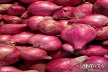 Konsumen Sumut beralih ke bawang merah impor karena produk lokal mahal