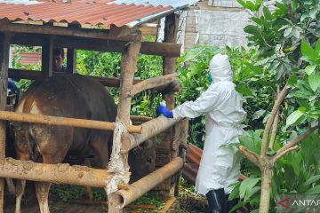 Sebanyak 452 sapi di Bengkulu terinfeksi PMK