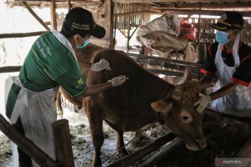 Lebih dari 81 ribu ternak sudah divaksin PMK