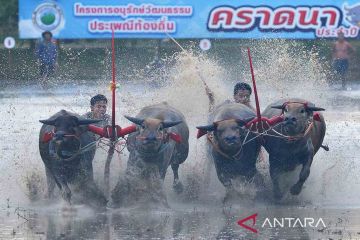 Balap kerbau di Chonburi Thailand