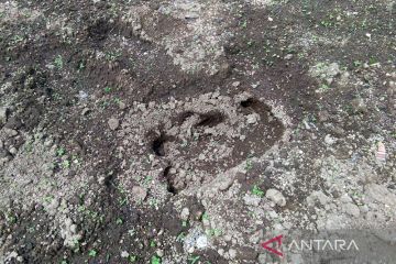 Seekor tapir muncul ke pemukiman warga di Kabupaten Agam