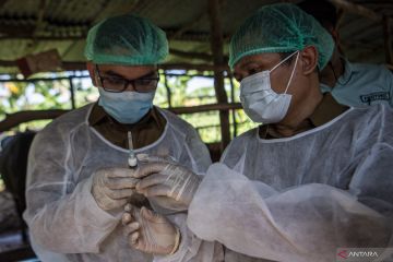Penyuntikkan Vaksin PMK Sapi di Palembang
