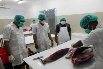 Layanan 24 jam HC KKP percepat ekspor tuna Maluku ke Malaysia