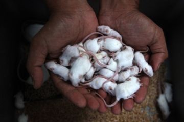 Budi Daya Mencit Dan Tikus Putih