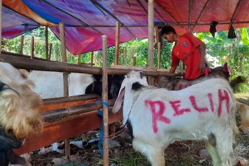 Jelang Idul Adha, kesehatan hewan kurban dipantau