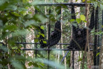 Pelepasliaran Satwa dilindungi di Suaka Margasatwa Dangku Muba
