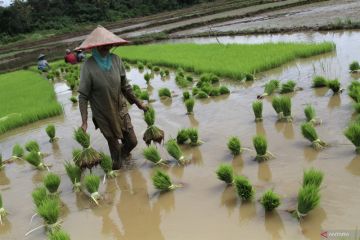 Mentan klaim stok beras nasional aman