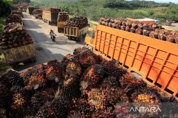 Gapki sebut sejumlah pabrik kelapa sawit hentikan operasi