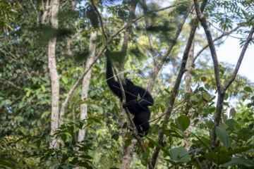 Pelepasliaran Satwa dilindungi di Suaka Margasatwa Dangku Muba
