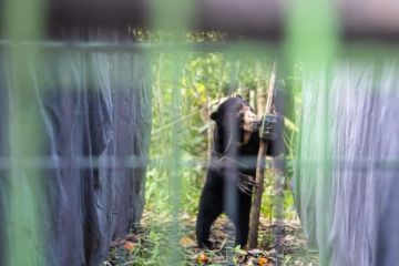 Pelepasliaran Satwa dilindungi di Suaka Margasatwa Dangku Muba