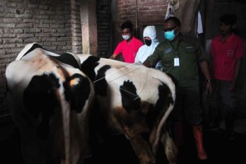 Vaksinasi penyakit mulut dan kuku sapi
