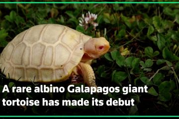 Ada kura-kura raksasa Galapagos albino di kebun binatang Swiss