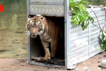 Alasan BBKSDA Sumut lepasliarkan harimau Sumatera di TNKS