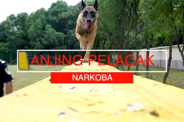 Anjing pelacak narkoba, tidak boleh kencan selama dinas